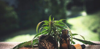 Czy olej konopny wspiera zdrowe odchudzanie