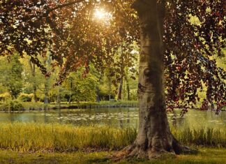 Czy da się wyrzeźbić sylwetkę w domu?