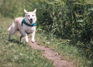 Czy warto biegać z obciążeniem?
