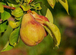 Jakie odżywki można ze sobą łączyć?