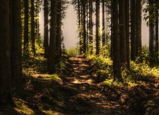 Jaki aparat do nagrywania na początek?