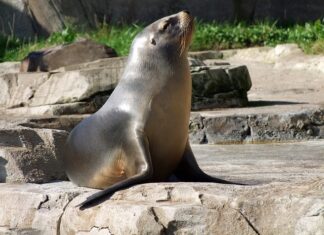 Ile powietrza do uszczelnienia rurki intubacyjnej?
