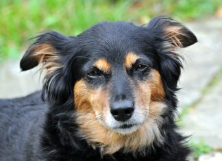 Czym się usypia pacjentów?